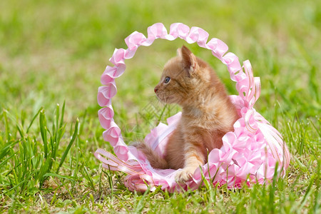 放松太阳一只小猫在绿草的篮子里色图片