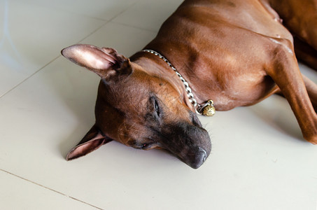 房子宠物铺设泰国山脊狗在众议院的地板上躺着产下黑发图片