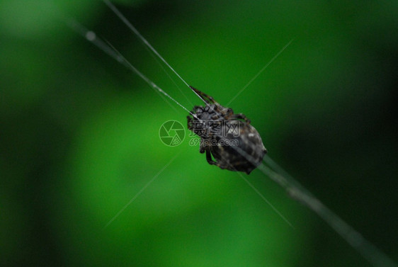 蜘蛛arachnid坐在它的巢穴黑色背景上树叶编织蜘蛛网图片