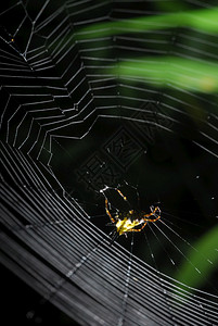 幽灵般的早晨树叶蜘蛛arachnid坐在它的巢穴黑色背景上图片
