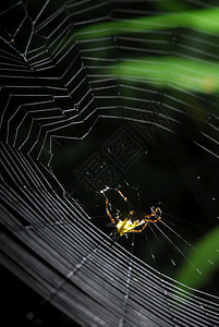幽灵般的早晨树叶蜘蛛arachnid坐在它的巢穴黑色背景上图片