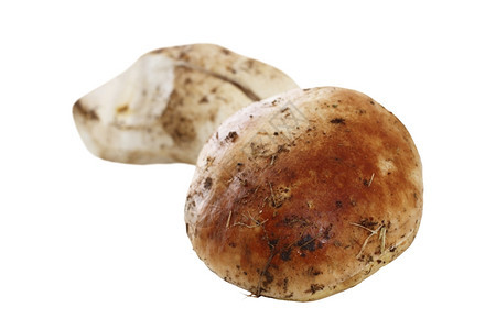 植物季节孤立的可食用蘑菇天然的肉丸以及来自森林的白底树脂菌图片