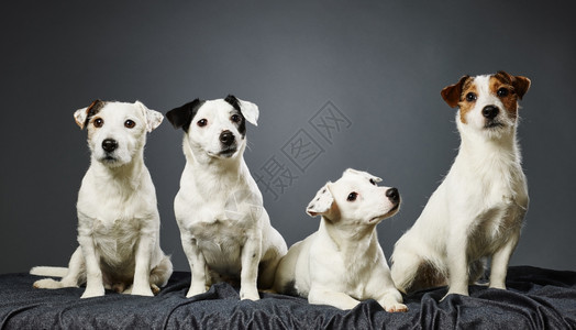警觉黑色的摆姿势JackRussellTririer家庭肖像成年男女和两只小狗摄影棚拍和灰色背景图片