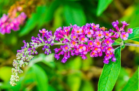 紫色的达维迪美丽圆形关闭蝴蝶灌木枝上面有小花朵图片