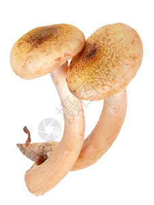 棕色的两组新鲜蘑菇合唱团在白色背景摄影室中孤立地拍摄食物植图片