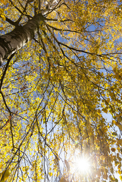 蓝色天空和阳光背景上美丽的黄色树枝秋天自然的Birch美丽的树九月颜色落下图片