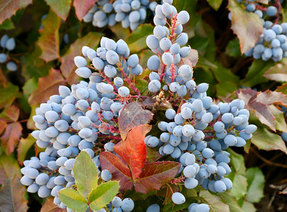 环境叶子园艺秋天花中的蓝色马奥尼亚浆果LaMahoniaquifonium或俄勒冈葡萄图片