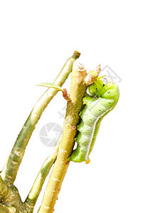 植物爬行电镀白色背景绿叶上的色碳毛虫图片
