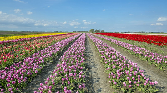 美丽的郁金香花园图片