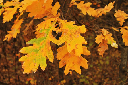 红色的黄林中树枝上红黄橡叶和秋植物图片