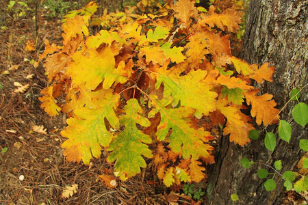秋季的树叶图片