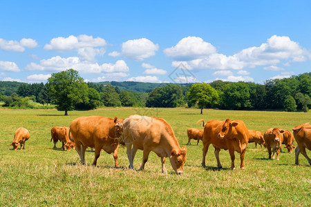 牛肉法语景观国风中的棕色利木蜂牛图片
