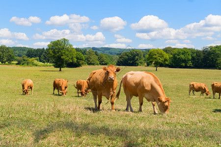 哺乳动物棕色的法国风景中棕色利木蜂牛农场图片