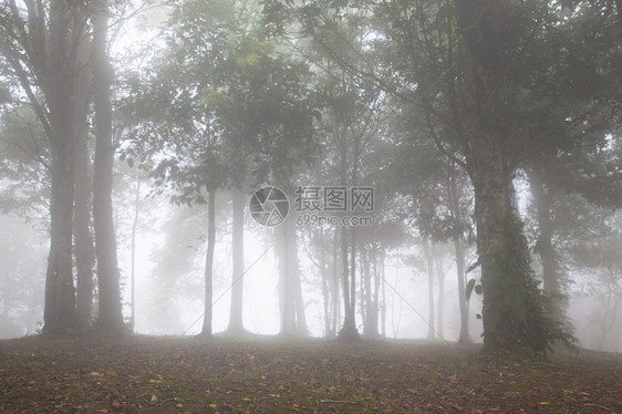 公园山丘上的树木在清晨寒冷中被雾笼罩着旅行爬坡道图片