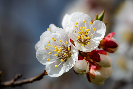 发芽红和白杏花鲜在树枝上阳光下春天的光下芽分支图片