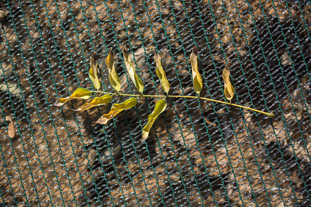 在宏观视图中一个单独的秋日干叶艺术晒植被图片