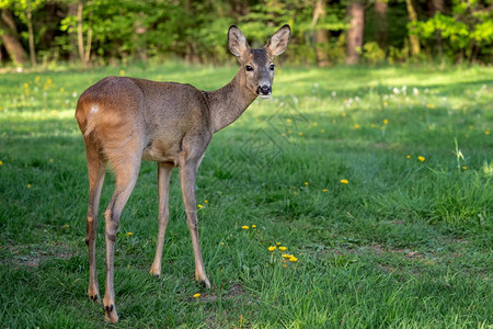 欧洲的荒野森林中鹿卡普雷奥勒斯角驯鹿婴儿图片