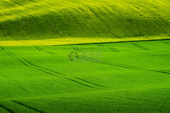 植物长大绿小麦田土地图片