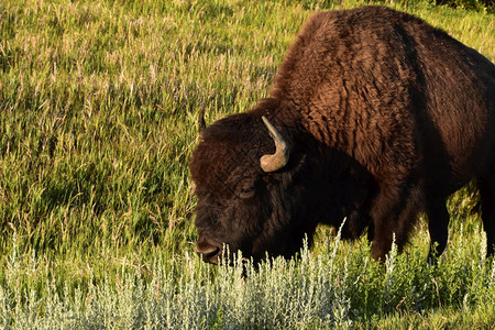 弯曲危险看着南达科他州草原上一只游动的野牛绿色图片