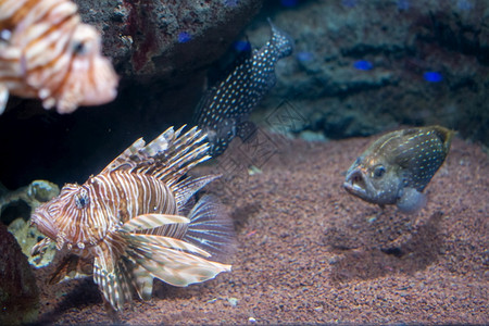 游泳水族馆底部的美丽鱼海洋馆商业旅游自然探索图片