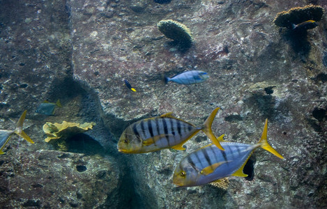 假期美丽的水族馆底部美丽鱼海洋馆商业旅游泳图片