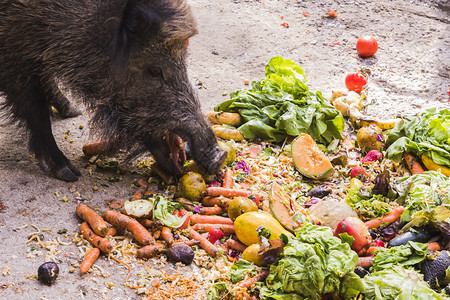 环境几座吃水果和蔬菜的黄蜂苏哺乳动物图片