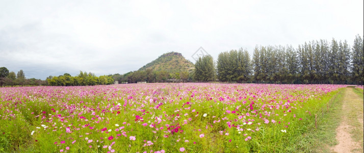 春天丰富多彩的实地背景下宇宙花田野朵场全景夏天图片