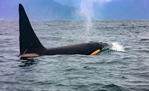 堪察卡的虎鲸其鳍在堪察卡的水虎鲸上方其鳍在水面上方充满活力逆戟鲸深的图片