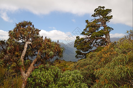 自然在威斯特兰LibocedrusBerwillii的一座高山原森林中新西兰雪松占据地平线其名称有多种为PhauteaKaika图片