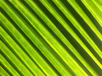 层绿棕榈叶在阳光下被剥开绿与阳相对的明亮阴影框架凉处图片