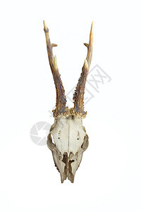 杯降压鹿角在白色背景上孤立的红鹿头骨前方视图卡普雷奥勒斯图片