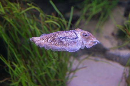 宠物水下美丽的深海大西地中紫外线鱼洋生物深大西地中紫底板鱼洋生物图片