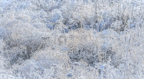 冰冻草的模糊发光冬季背景选择聚焦冰冻草的冬季背景美丽雪蓝色的图片