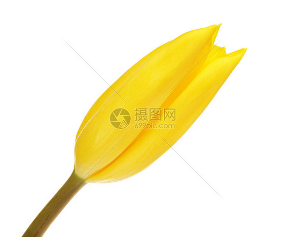 美丽的郁金香花园图片