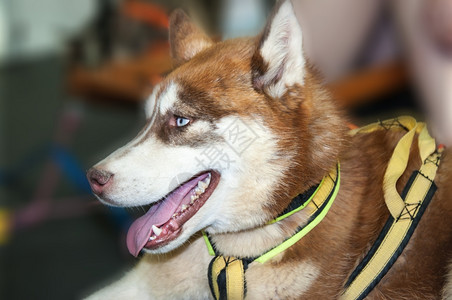 阿拉斯加犬类动物西伯利亚胡斯基狗品种该工厂是20世纪3年美国血亲之神注册为雪橇狗的特殊品种从俄罗斯远东的土著狗那里接收到这些土生图片
