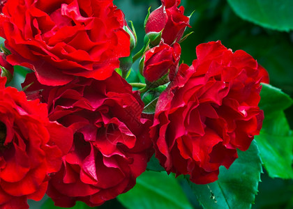 大马士革的重瓣玫瑰背景