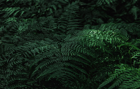 荒野森林中的深绿色毛叶天然背景空间可复制选择焦点暗绿风果树重点叶图片