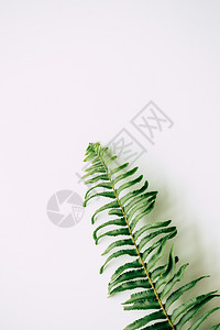 自然分支白底热带植物树图片