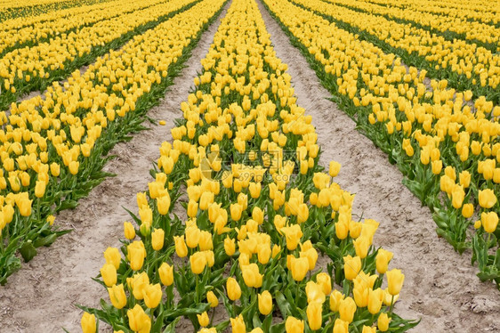 美丽的郁金香花园图片