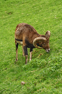 草食内存白羊座在草地上的山坡放牧拉姆图片
