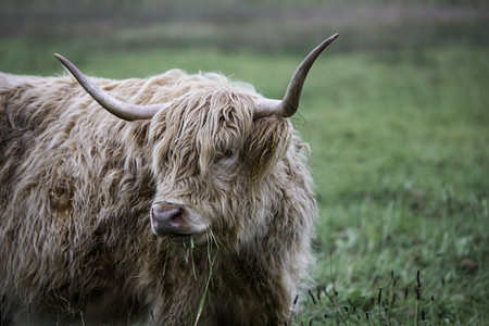 品种夏天外套苏格兰高地人在大动物高地食草群中吃的角图片