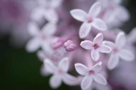 抽象的生态芽紫色青铜缝合图片