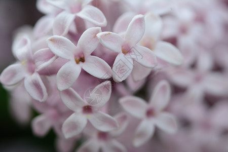 芽紫色青铜的缝合植物花图片