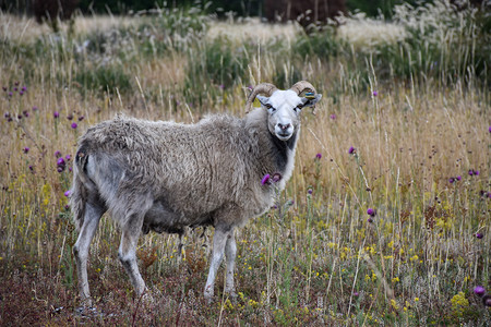 观看夏天一个在草原上看羊的带着美丽夏花卡鲁姆斯图片