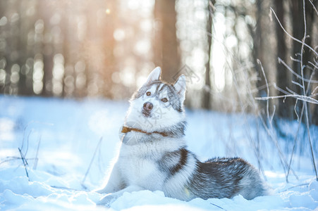 冬天的狗霍斯基狗躺在雪上冬天的情绪在雪上哈斯基狗躺在雪上狼疮犬类捕食者背景