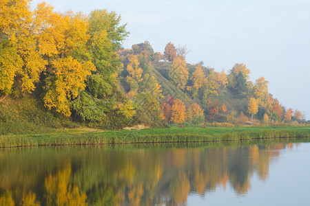 池塘边黄色的落叶图片