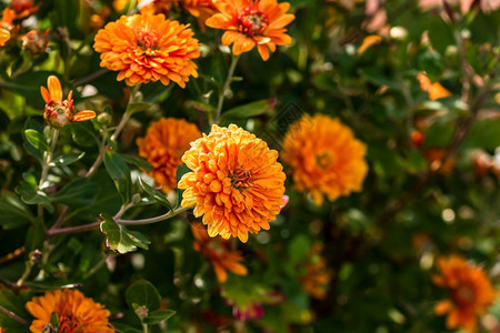 充满活力选择地关注花背景壁纸朵有Crysanthemum花朵多彩的秋天美丽花束图片