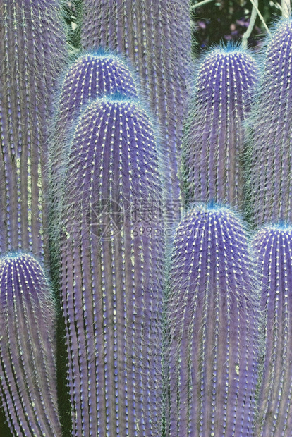 沙漠质地带有刺的幻想色彩紫仙人掌植物有刺紧闭的狂喜颜色紫仙人掌植物多汁的图片
