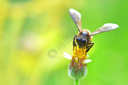 花儿上面的蜜蜂图片