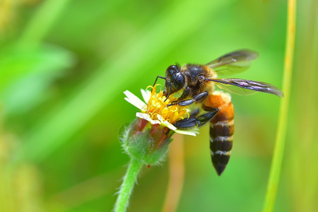 花儿上面的蜜蜂背景图片